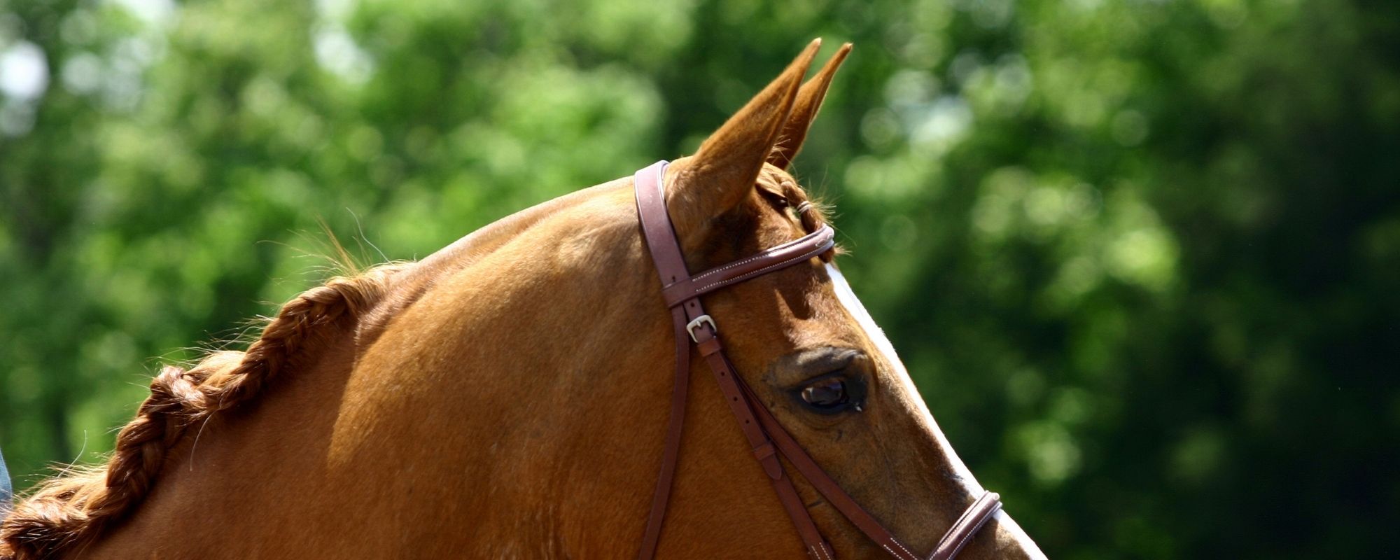 Horse Headstall Singular Outfits